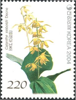 Calanthe sieboldii Decne