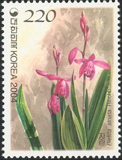 Bletilla striata Reichenb fill.