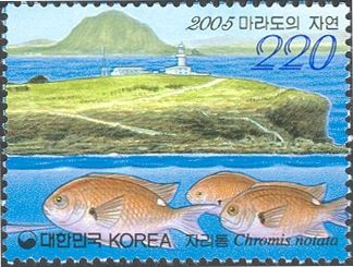 Pearl-spot Chromis (Chromis notata)