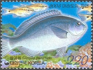 Sea Chub (Girella punctata)