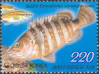Convict Grouper (Ephinephelus septemfasciatus)