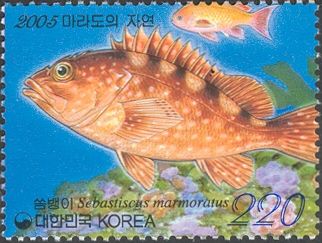 False Kelpfish (Sebastiscus marmoratus)