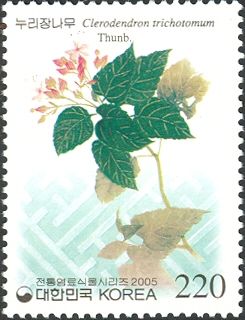 Clerodendron trichotomum Thunb.
