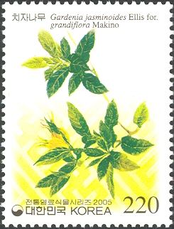 Gardenia jasminoides Ellis for.