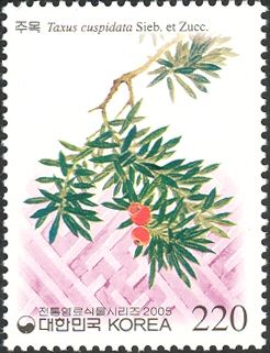 Taxus cuspidata Sieb.