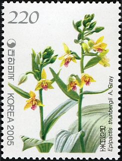 Epipactis thunbergii A. Gray