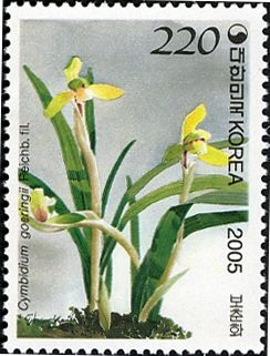 Cymbidium goeringii Reichb.