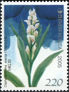 Cephalanthera erecta (Thunb.) BL.
