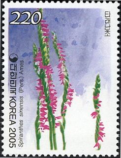 Spiranthes sinensis (Pers.) Ames.