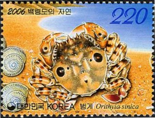 Tiger Crab (Orithyia sinica)
