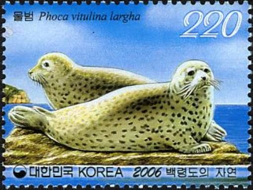 Spotted Seal (Phoca vitulina largha)