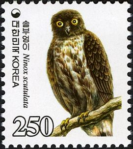 Brown Boobook (Ninox scutulata)