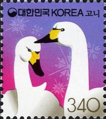 Whooper Swan (Cygnus cygnus)
