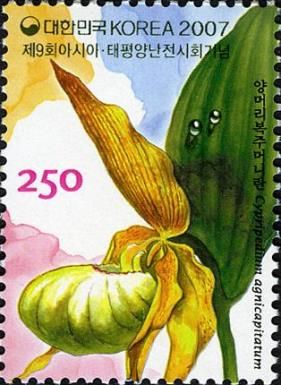 Cypripedium agnicapitatum Y Lee