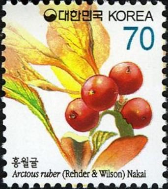 Arctous ruber