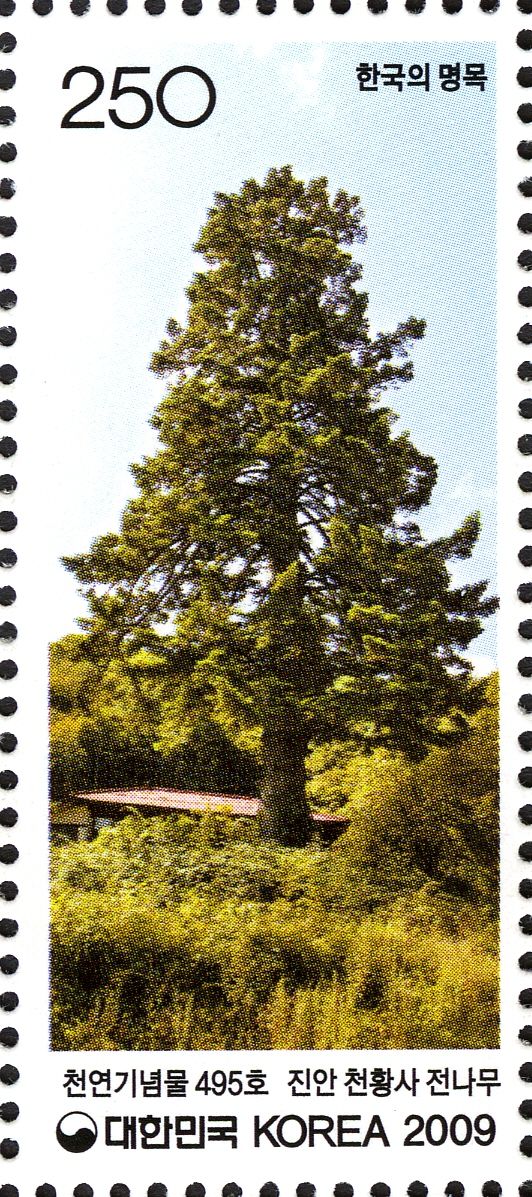 Fir tree in Cheonhwangsa temple, Jinan