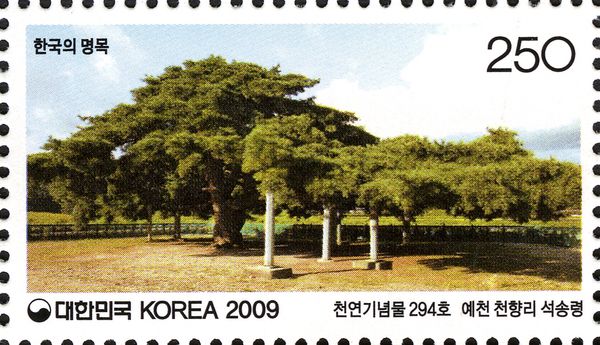Zelkova tree Danjeon-ri Jangseong