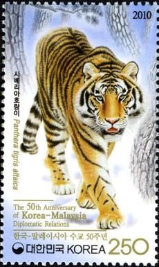 Siberian Tiger (Panthera tigris altaica)