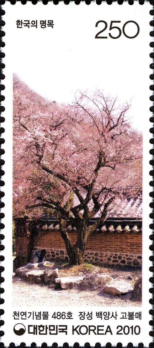 Old Buddha's Plum at Baegyangsa Temple in Jangseong