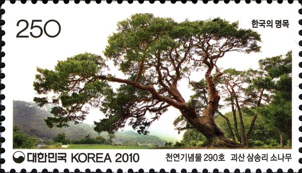 Pine Tree at Samsong-ri Goesan