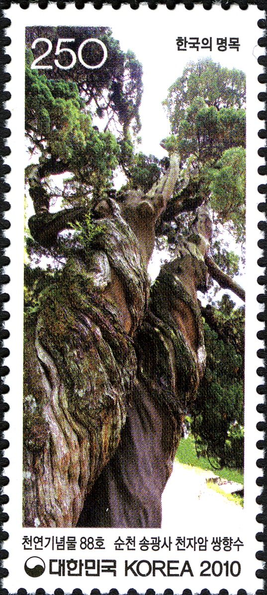Pair of Chinese junipers of Songgwangsa Temple