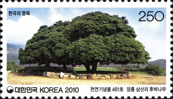 Thunbergii camphor at Samsan-ri Jangheung