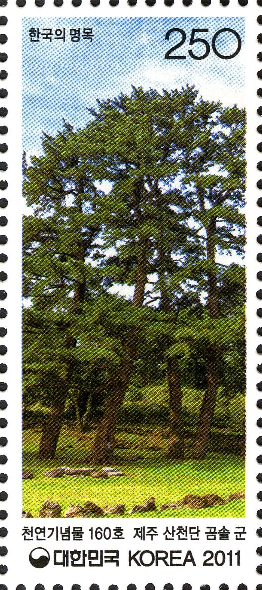 A group of Japanese black pines at Sandcheondan, Jeju