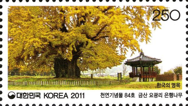 Ginkgo tree at Yogwang-ri, Geumsan