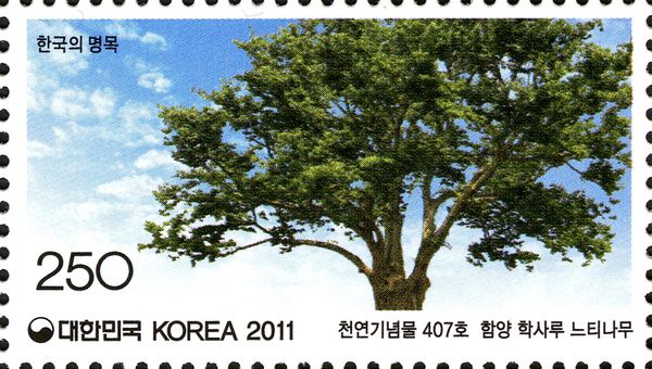Zelkova tree at Haksaru, Hamyang