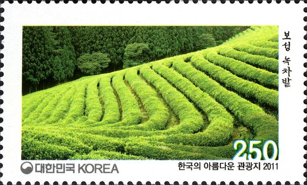 A green tea field in Boseong