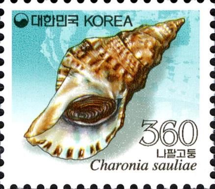 Predatory Sea Snail (Charonia sauliae)