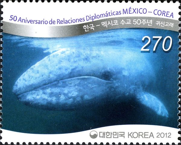 Grey Whale (Eschrichtius robustus)