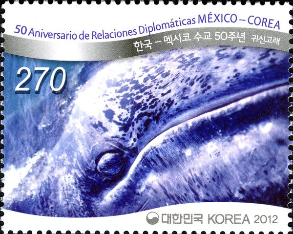Grey Whale (Eschrichtius robustus)