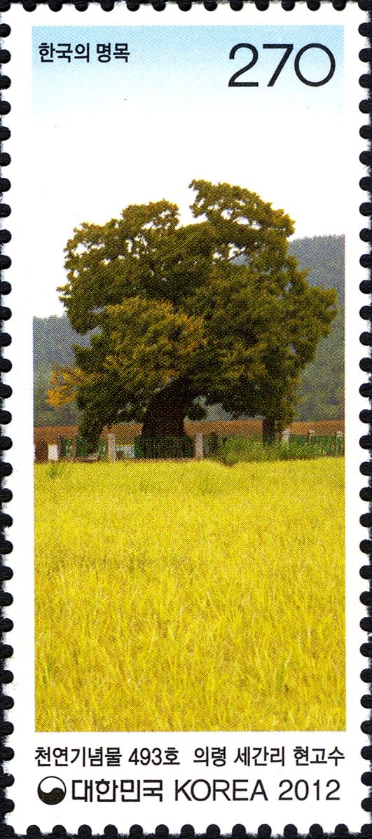 Zelkova