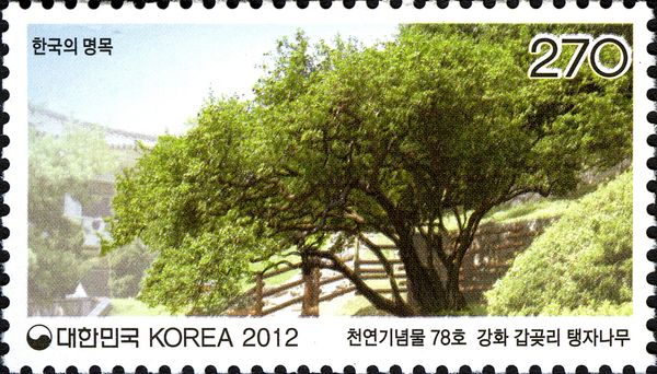 Trifoliate orange