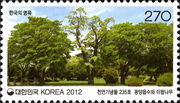 Grove and Asian fringe tree