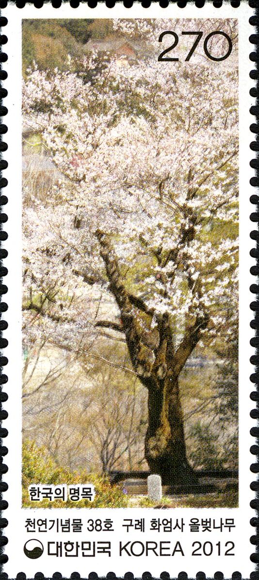 Spring cherry
