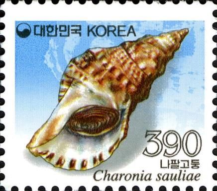 Predatory Sea Snail (Charonia sauliae)