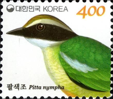 Fairy Pitta (Pitta nympha)