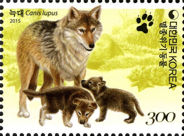 Wolf (Canis lupus)