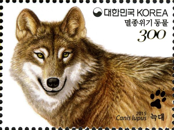 Wolf (Canis lupus)