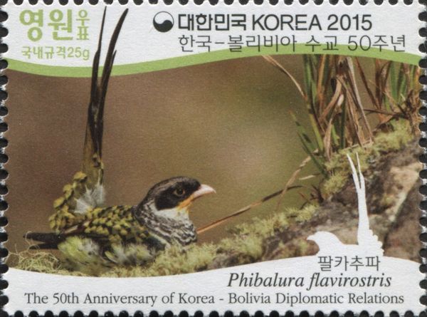 Swallow-tailed Cotinga (Phibalura flavirostris)