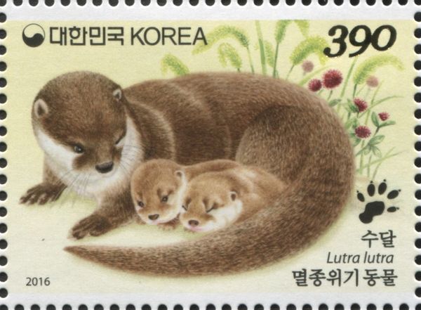 Eurasian Otter (Lutra lutra)