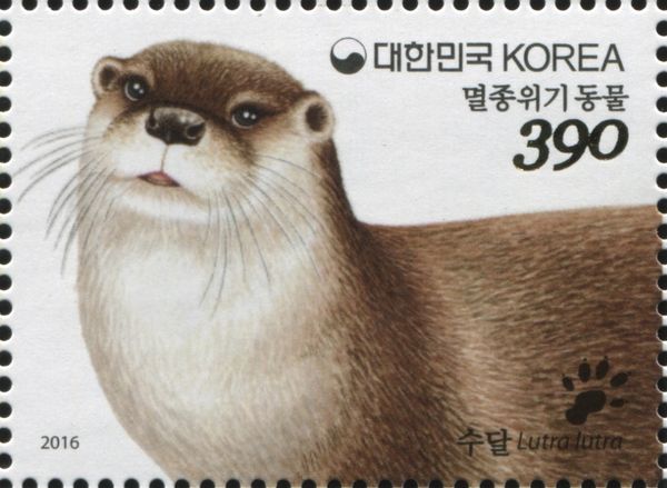 Eurasian Otter (Lutra lutra)