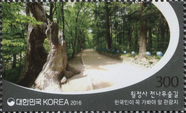 Woljeongsa Jeonnamu (fir) Forest Trail