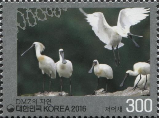 Platalea minor