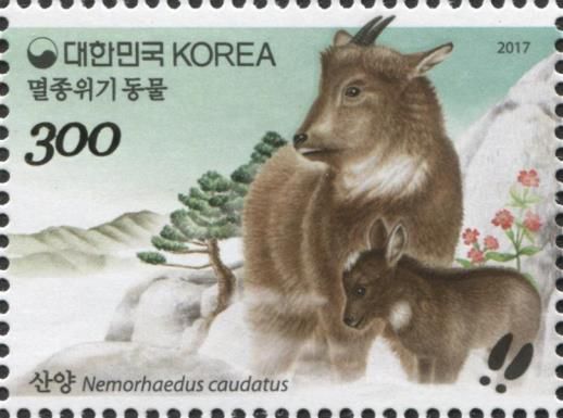 Korean Mountain Goat (Nemorhaedus caudatus)