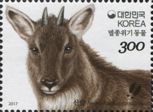 Korean Mountain Goat (Nemorhaedus caudatus)
