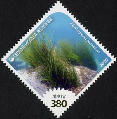 Asian Seagrass (Phyllospadix japonicus)
