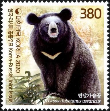 Ussuri Black Bear (Ursus thibetanus ussuricus)